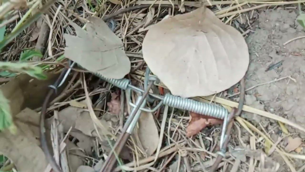 ចេញដាក់អន្ទាក់កណ្ដុរ