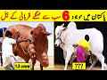 Top 6 Most Expensive Qurbani Bull In Pakistan | $ 9,000,000  Bull | NYKI