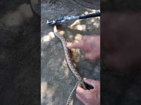 الحراشف والفرق بين البقلاوية