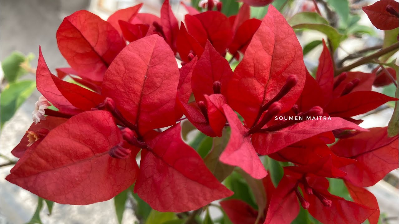 Bougainvillea Flame YouTube