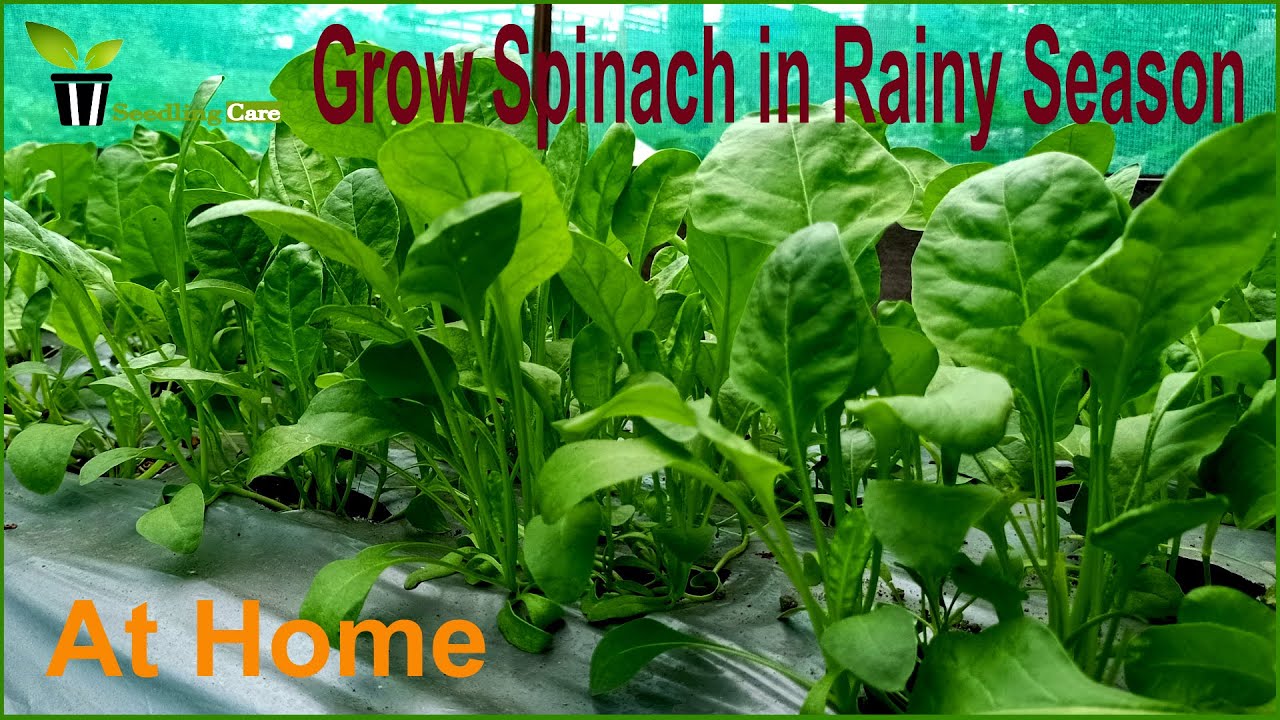 How to Grow Spinach In Rainy Season Grow Organic Spinach at Home