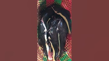 Cá Hồng vĩ nha cả nhà