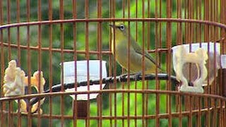 Pleci Dakun Ngeroll Kolibrian