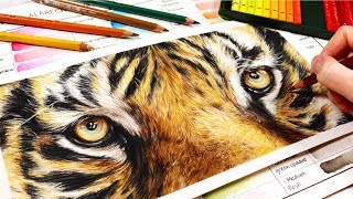 How To Use Watercolor Pencils for REALISM | Beginners Guide to Watercolor Pencils