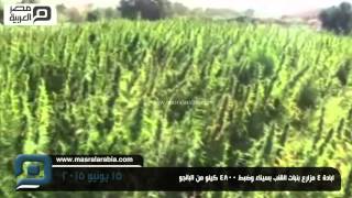 مصر العربية | ابادة 4 مزارع بنبات القنب بسيناء وضبط 4800 كيلو من البانجو