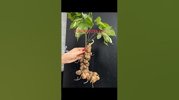 củ sâm ngọc linh nặng 250g lên bình trụ quá đẳng cấp luôn ạ. 0368535335 zlo