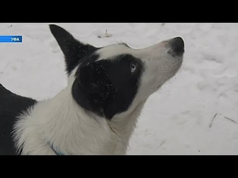 Видео: Служебная собака ветерана подверглась нападению грумера - ампутирован хвост