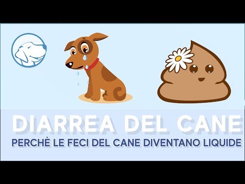 Video: Cosa Può Causare La Diarrea In Un Cane?