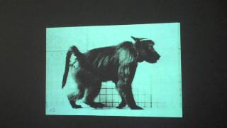 Eadweard Muybridge animated