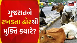 Stray Cattle Maniac | ગુજરાતમાં યમદૂતથી મુક્તી ક્યારે? | Stray Cattle | Corporation | Gujarat News