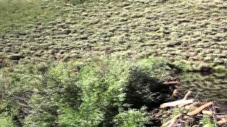Utah Mountain Aspen Creek TV Stand Fishing at Scofield