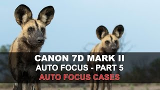 Canon 7D Mark II Auto Focus - Part 5/5: AF Cases