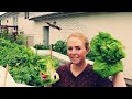 Multiple Harvests From One Pallet Raised Garden Bed This Year