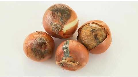 Smart Onion Storage System | IoT-Based Solution to Increase Shelf Life & Reduce Spoilage