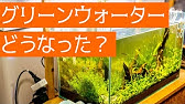 グリーンウォーター 青水 をクリアウォーター 透明 にする方法 ビオトープ編 Youtube グリーンウォーター 青水 をクリアウォーター 透明 にする方法 ビオトープ編 Youtube