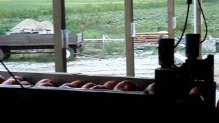 PROLINE  LLC -  Mouzin Brothers Farms Precision  Pumpkin Sorter