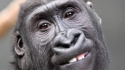 This is the consequence of Ruby the monkey always biting her thumb.#MonkeyLover #babymonekey#smallba