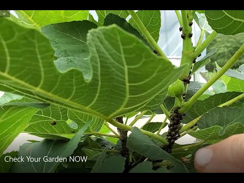 Video: Kudzu-insectenbestrijding: Kudzu-insecten in de tuin verwijderen