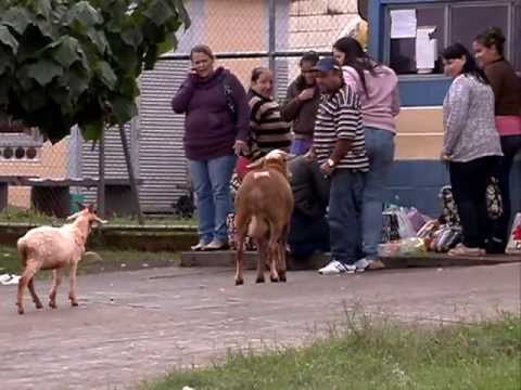 CARNEIRO ATACA PESSOAS EM FRENTE À PENITENCIÁRIA