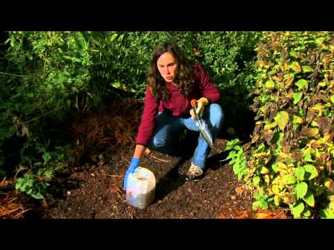 Video: How To Organize The Cultivation Of Garlic