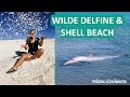 Monkey Mia ● Wilde Delfine füttern ● Nur Muscheln am Shell Beach ● Australien ● Weltreise Vlog #029