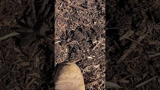 Friendly Tarantula Found Under Foot || ViralHog