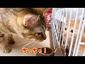 子猫と柴犬がご対面中まさかの妹猫登場♪