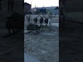#russia #animals #reindeer #north #tradition #travel