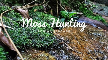 Moss Hunting for Aquascape found Java Fern and Piptospatha