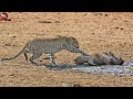 Hungry Leopard vs OLD Warthog and Get Lucky at Swamp