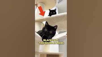 Deze zwarte katten waren zo goed in het verbergen voor hun baasje