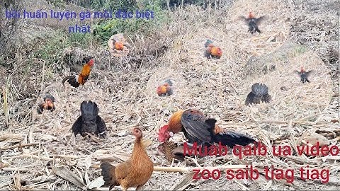 Gà  Mái gọi trống phi nhanh như mấy bây đập cánh như bo nguyên tử nổ. Poj qiab xeev lau dhia ceev