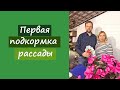 Очень важная, первая подкормка рассады