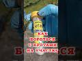 Как бороться с кротами на дачном участке #крот #кроты #дача #моднаядачница