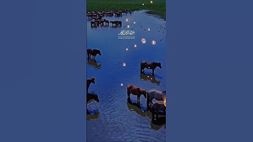 القران الكريم بصوت عالي #viral #اكسبلور #trending #duet #video #حالات_واتس #دويتو #لايك