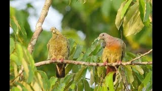 Kara sun birding in(presenting wildlife of) Sabah - Part 3 : Sepilok (RDC) 1 screenshot 2