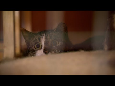 Video: Šīs Shelter Pet Photoshoot Bloopers ir neticami dīvaini