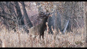 Huge whitetail buck working a licking branch and making a scrape.