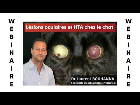 Webinaire #11 : Lésions oculaires et HTA chez le chat