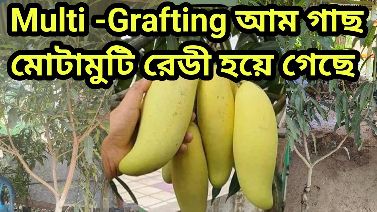 Multi -Grafting আম গাছ মোটামুটি রেডি হয়ে গেছে।Multi -Grafting Mango Plants। Contact No-9832745052।।
