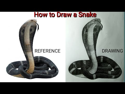 How to Draw a Snake | Snake Drawing| How to Draw a Cobra Snake