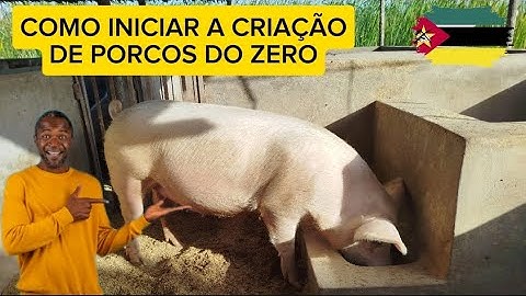 Como Iniciar a Criação de Porcos do Zero em Moçambique: Guia Prático para Pequenos Produtores