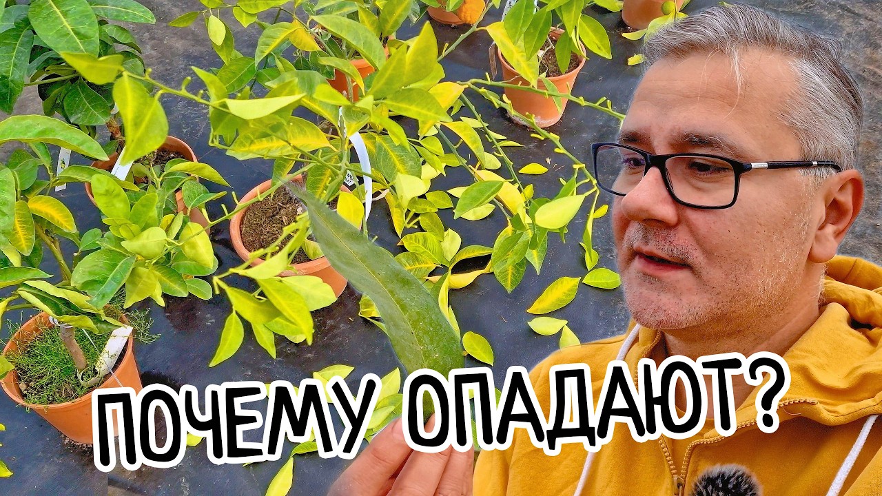 Почему ОПАДАЮТ ЛИСТЬЯ у ЛИМОНА? 10 причини и СРОЧНЫЕ меры спасения! Сочный домашний лимон на ОКНЕ!