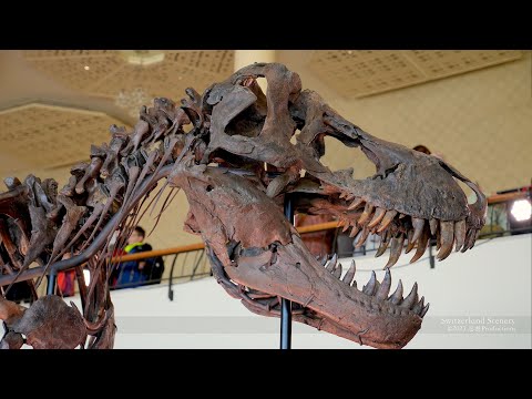 4K Trinity Tyrannosaurus T. Rex SWITZERLAND スイス