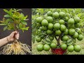 Unique Technique: To Grafting Guava Tree Cutting Faster With Aloe Vera,how to grow Guava tree