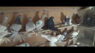 Коллекция голубей Юрия Никонова, часть 1