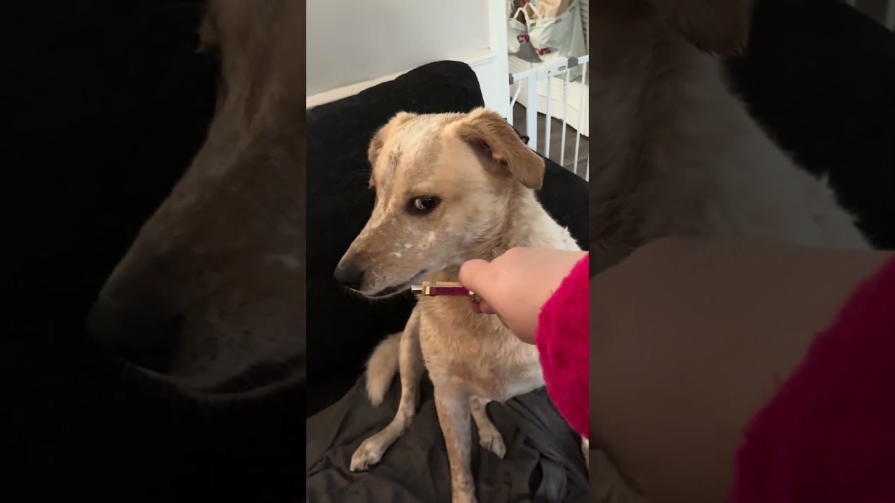 DID YOU DESTROY THE PEN?? #dogs #dogshorts #guiltydogs #foryou #foryoupage #cutedog