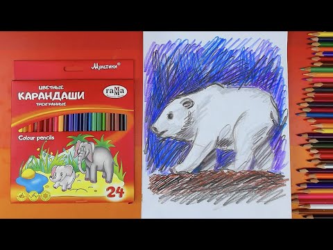 Арт проект - рисуем Белого медведя карандашами