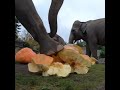 Elephants in the pumpkin smash 