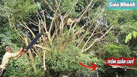 Cưa cây Xanh siêu khủng, siêu nhánh / Sawing down a super big, super branched green tree. | P162